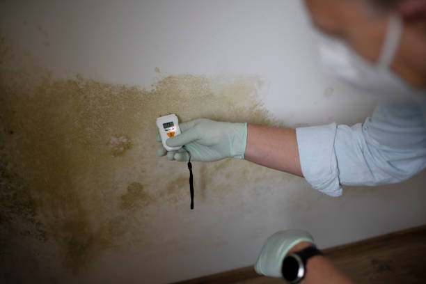 Why You Should Choose Our Mold Remediation Services in Roberta, GA